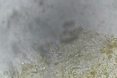 Cortinarius salmastrium