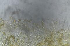 Cortinarius salmastrium