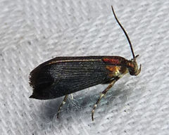Abrenthia cuprea