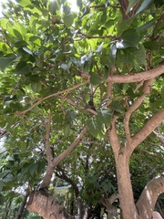 Sterculia ceramica