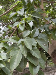 Sterculia ceramica