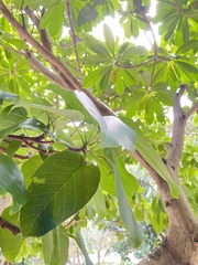 Sterculia ceramica