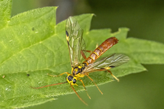 Tenthredopsis litterata