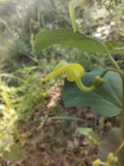 Aristolochia clematitis