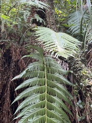 Woodwardia orientalis