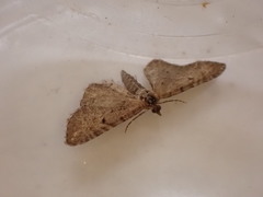 Eupithecia intricata