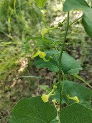 Aristolochia clematitis