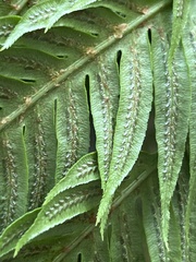 Woodwardia orientalis