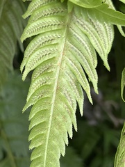 Woodwardia orientalis