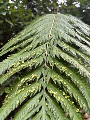 Woodwardia orientalis