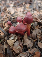 Cortinarius cardinalis