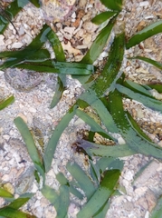 Thalassia hemprichii