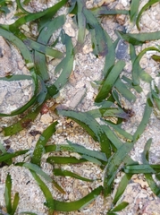 Thalassia hemprichii
