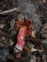 Cortinarius cardinalis