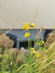 Lotus corniculatus