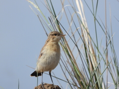 Oenanthe isabellina