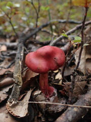 Cortinarius cardinalis