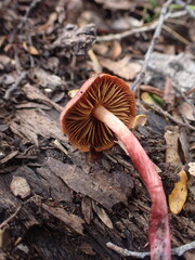 Cortinarius cardinalis