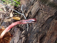 Cortinarius cardinalis