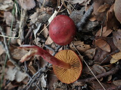 Cortinarius cardinalis