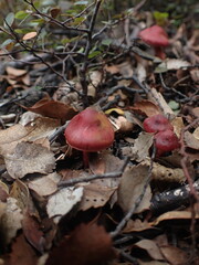 Cortinarius cardinalis