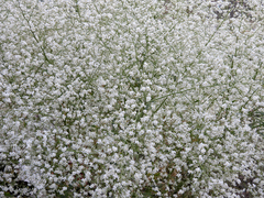 Crambe orientalis