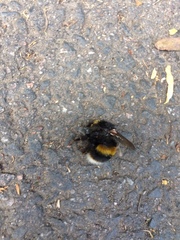 Bombus