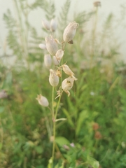 Silene vulgaris