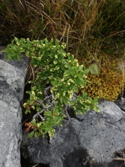 Eriophyes prunispinosae