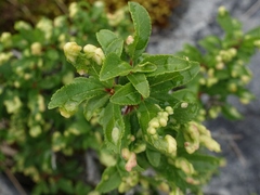 Eriophyes prunispinosae
