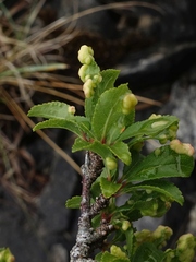 Eriophyes prunispinosae