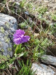 Primula glutinosa