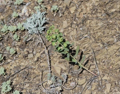 Euphorbia subcordata