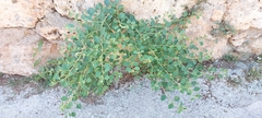 Capparis zoharyi