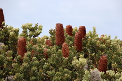 Banksia praemorsa