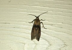 Sciota fumella