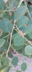 Capparis zoharyi
