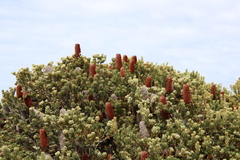 Banksia praemorsa