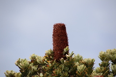 Banksia praemorsa