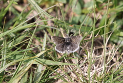 Metaxmeste phrygialis