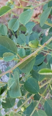 Capparis zoharyi