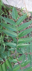 Ailanthus altissima
