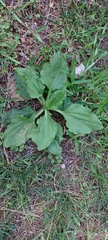 Plantago major