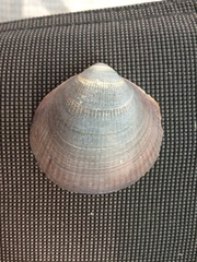 Laevicardium crassum