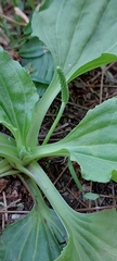 Plantago major