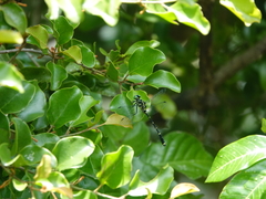 Burmagomphus vermicularis