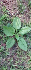 Plantago major