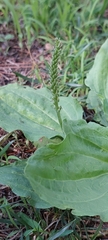 Plantago major
