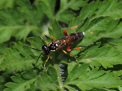 Macrophya rufipes