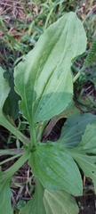 Plantago major